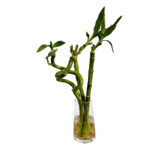 Planta Caña Bambú