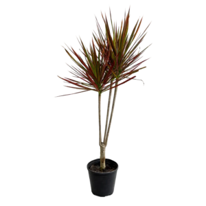 Drácena marginata, dracaena