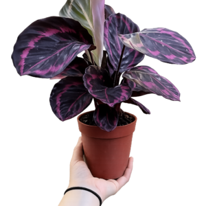 Calathea Roseopicta Dottie