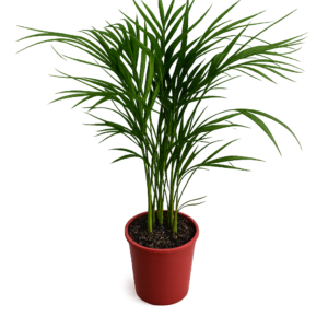Palmera Areca
