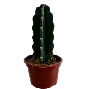 Cactus mandacaru sin espinas p15