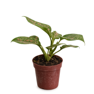 Aglaonema pink p12