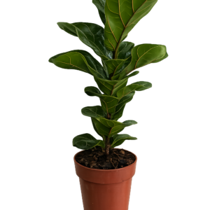 Ficus Lyrata p15