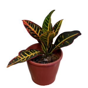 Croton petra p12