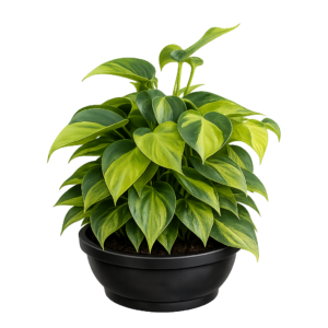 Potus variegado G21