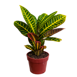 Croton petra p17