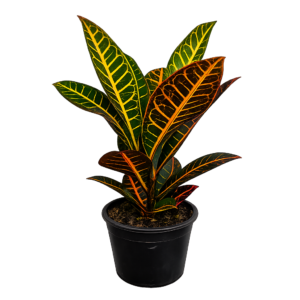 Croton petra p15