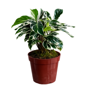 Calathea fusion white p12