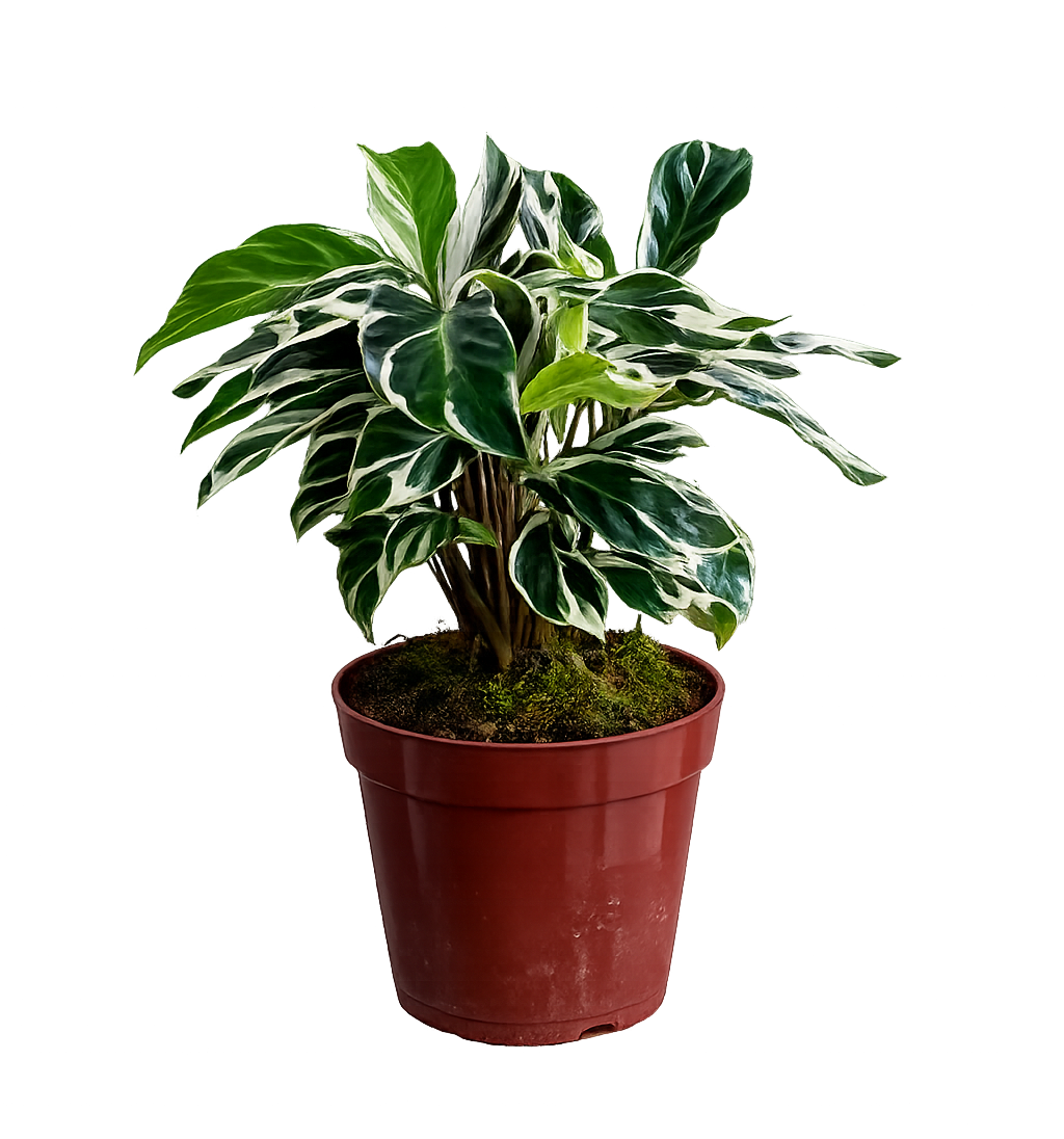 Calathea fusion white p12