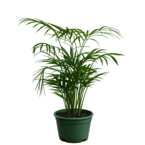 Palmera chamaedorea p11