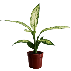 Dieffenbachia aguagane p17