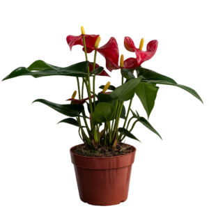 Anturio rojo p12