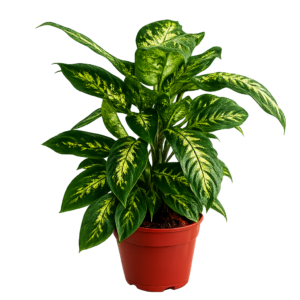Dieffenbachia p17