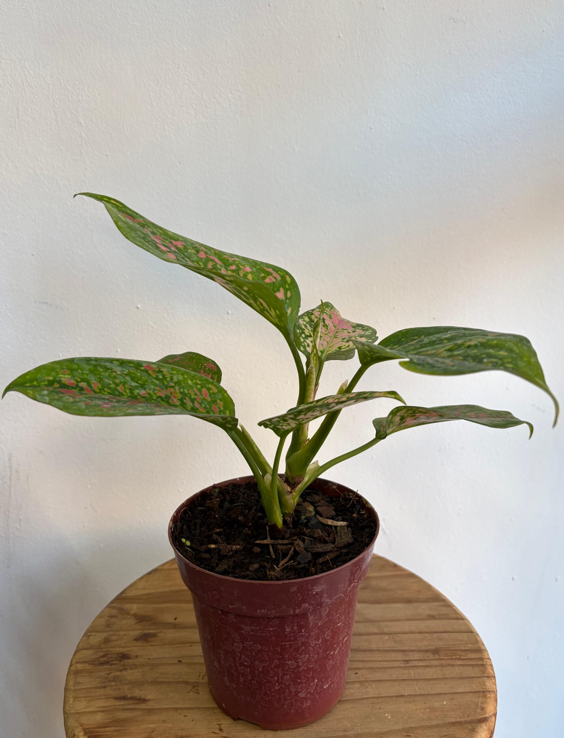 Aglaonema pink p12 - Imagen 3