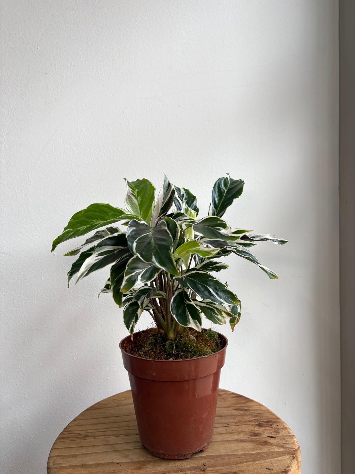 Calathea fusion white p12 - Imagen 2