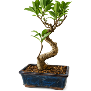 Bonsái Ficus