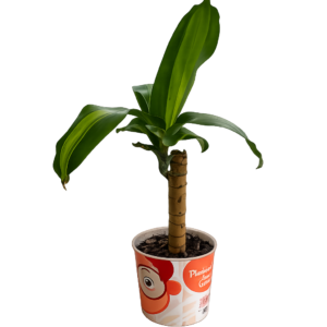 Palo de agua p10