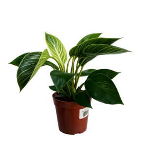 Philodendron Birkin p12