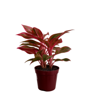 Aglaonema red p12