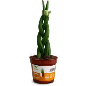 Sanseviera trenzada Mini