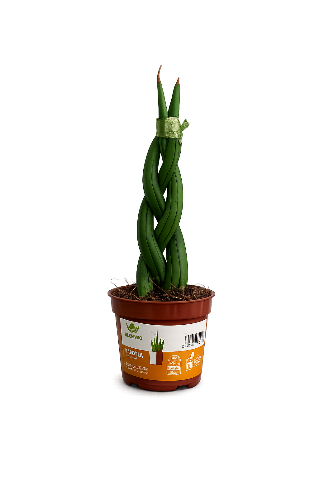 Sanseviera trenzada Mini
