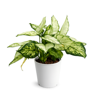 Aglaonema Blanco p10