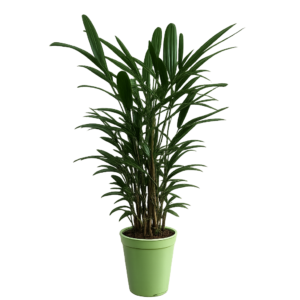 Palmera Rhapis p20