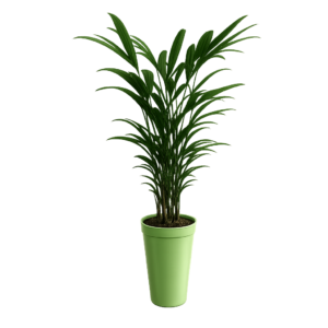Palmera Rhapis p17