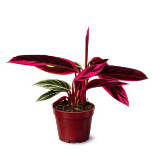 Calathea Tricolor p12