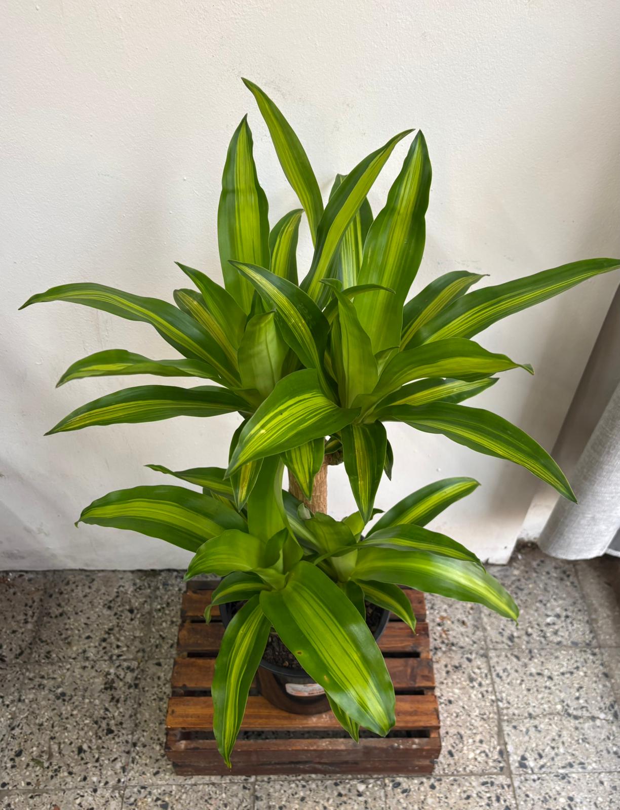 Palo de Agua p24 - Imagen 3