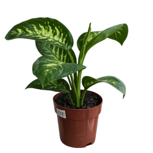 Dieffenbachia verde p17